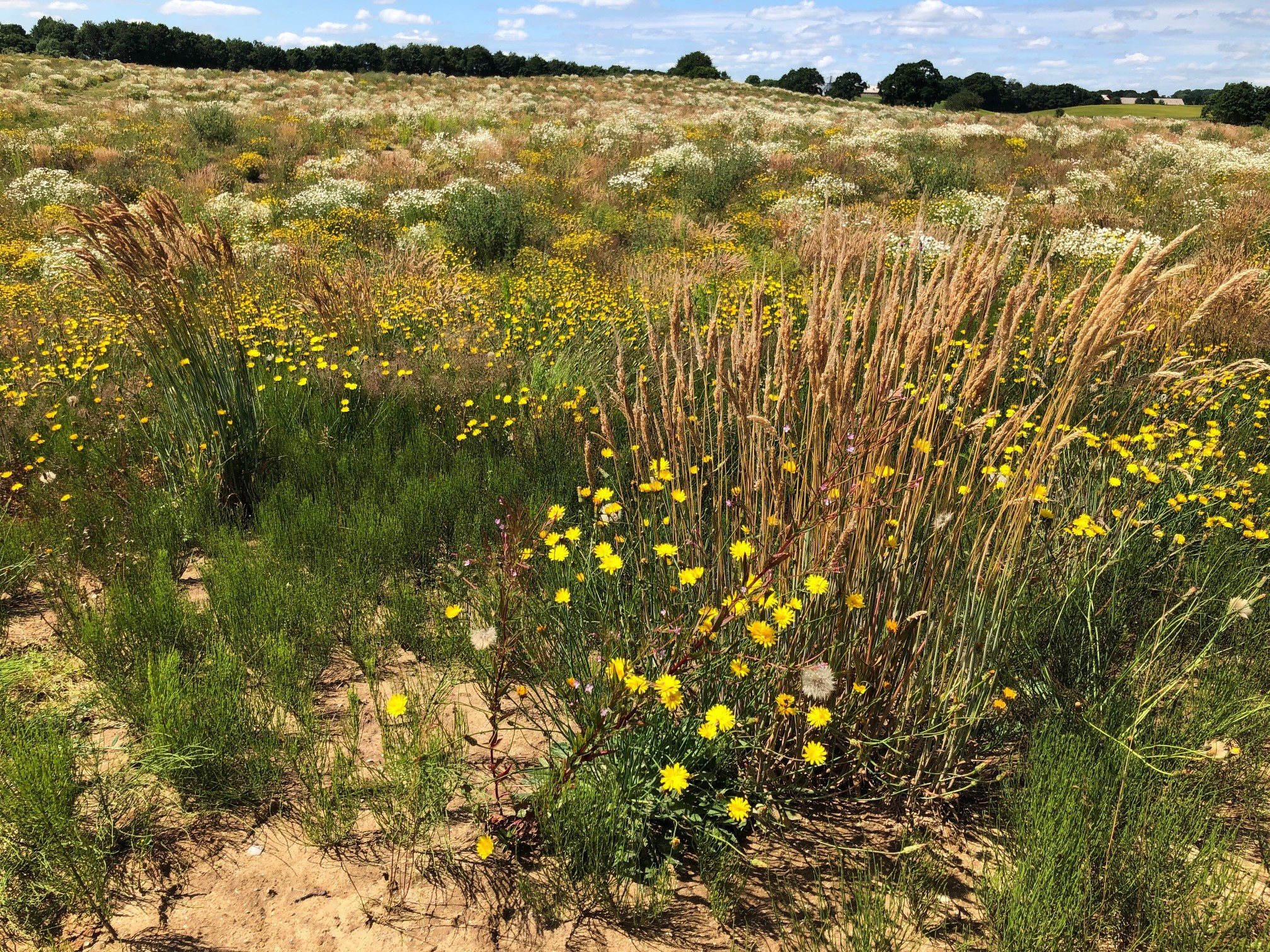 22. juni 2021: Grundvandsbeskyttelse i praksis med øget biodiversitet, rekreative formål og forureningsudfordringer – gå hjem ekskursion